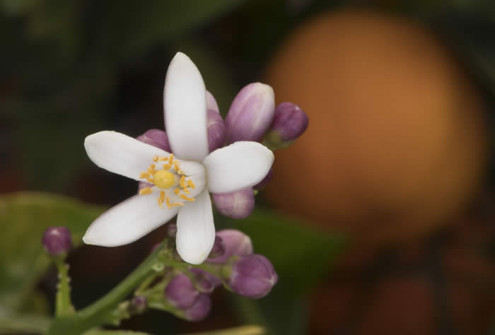 BorneoRangpurlimeCRC2424009