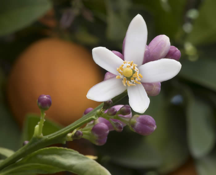 BorneoRangpurlimeCRC2424010