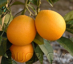 BoukhobzabloodorangeCRC4156001