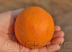 BoukhobzabloodorangeCRC4156003