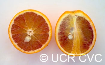 BoukhobzabloodorangeCRC4156006