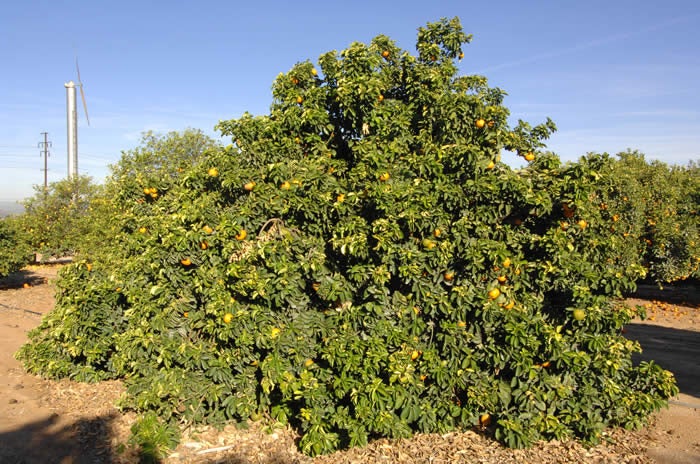 BouquetdeFleurssourorangeCRC571001