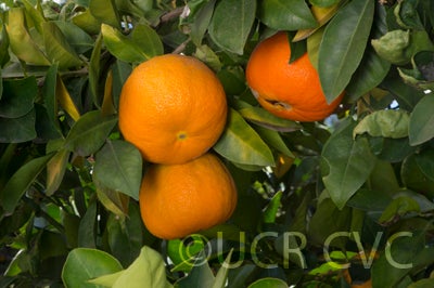 BouquetierdeNicesourorangeCRC4157002