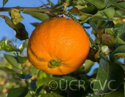 BouquetierdeNicesourorangeCRC4157003