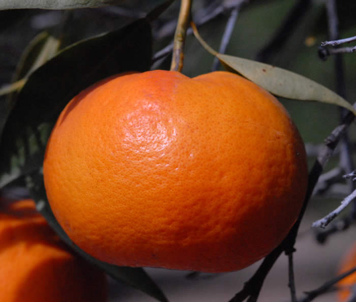 Bower mandarin crc3649002