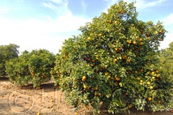 Brazilian sour orange crc1689001