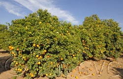 Brazilian sour orange crc1689002