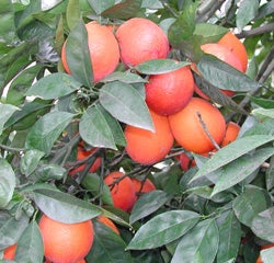 BreamTaroccobloodorangeCRC4032002