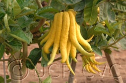 Buddha’s Hand citron crc3768014