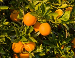 Burris blood Valencia orange crc2561002