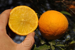 C-32 citrange trifoliate hybrid crc3911003