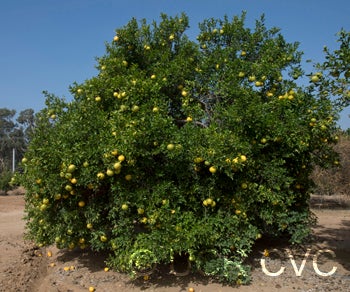 Hall grapefruit X Rubidoux citrumelo trifoliate hybrid crc3889003