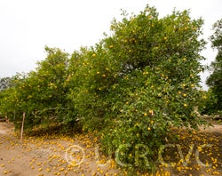 C-35 citrange crc3912001