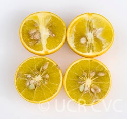 C-35 citrange crc3912004