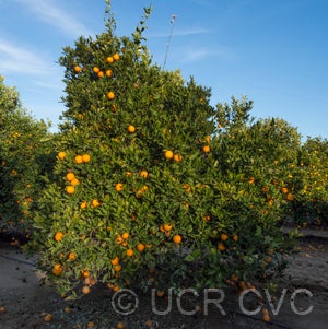 CadenaPunchosasweetorangeCRC3246001