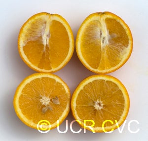 CadenaPunchosasweetorangeCRC3246005