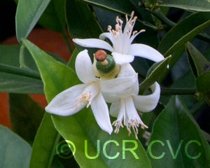 CadenaPunchosasweetorangeCRC3246007