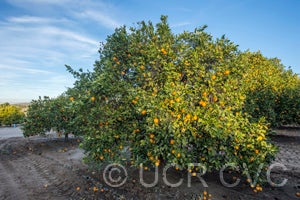 Cadenera Fina sweet orange crc2856002