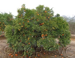 Caffin clementine crc3987001