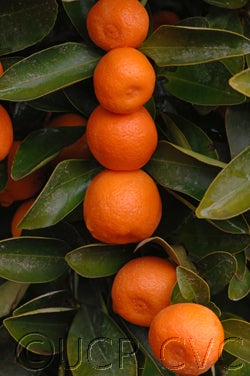Calamondin crc2592004
