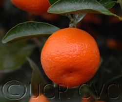 Calamondin crc2592008