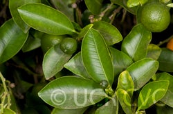Calamondin crc2592002