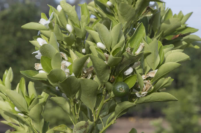 Calamondin sport crc3656003