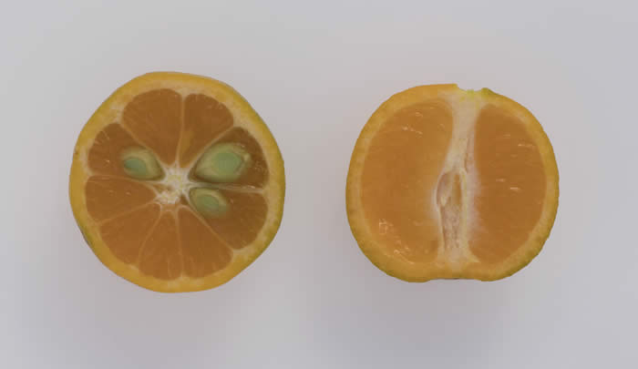 Calamondin sport crc3656005