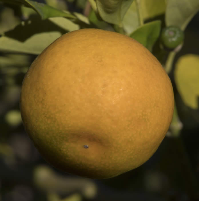 Calamondin sport crc3656006