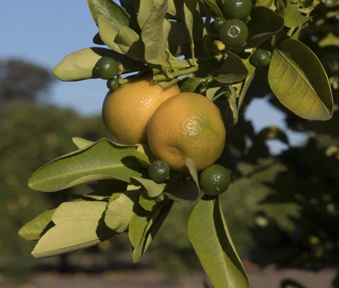 Calamondin sport crc3656007