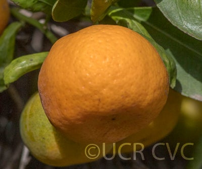 CalashucalamondinhybridCRC2867004