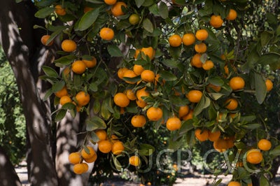 CalashucalamondinhybridCRC2867006