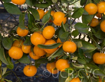 CalashucalamondinhybridCRC2867007