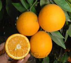 Campbell nucellar Valencia orange crc3032002
