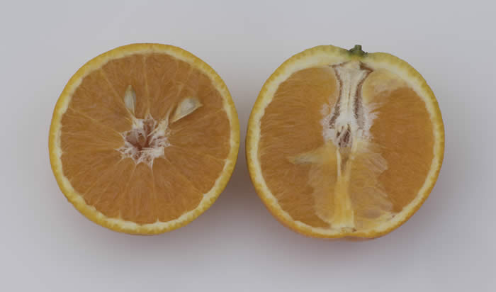 Campbell nucellar Valencia orange crc3032001