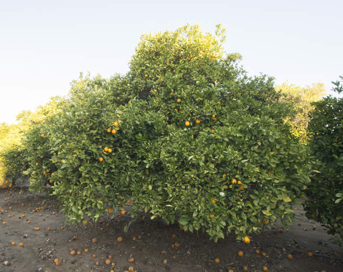 CampbellValenciaorangeCRC3032003