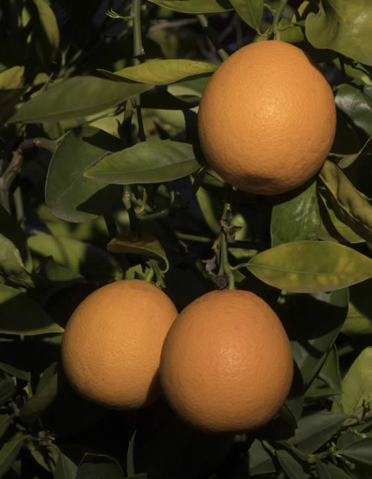 CampbellValenciaorangeCRC3032008