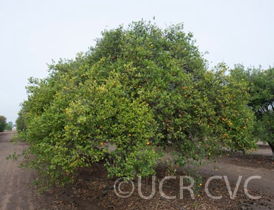 Cantonmandarin CRC3576001