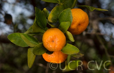 Cantonmandarin CRC3576004