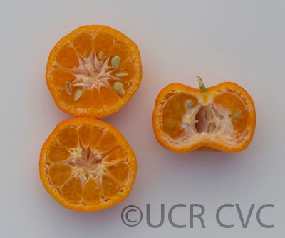 Cantonmandarin CRC3576003