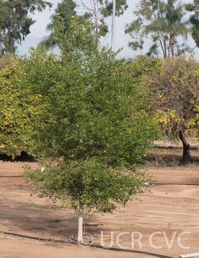 CarpenterC-54citrandarinCRC4220001