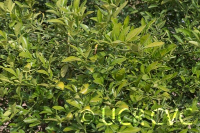 CarpenterC-54citrandarinCRC4220003