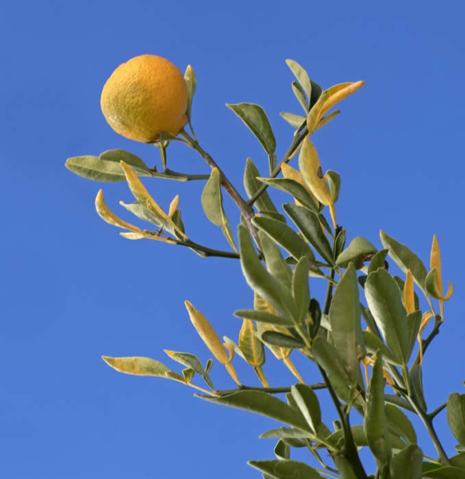 CarpenterC-54citrandarinCRC4220006