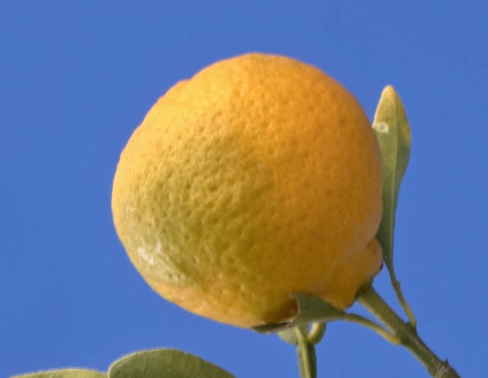 CarpenterC-54citrandarinCRC4220007