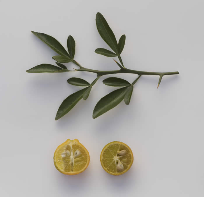 CarpenterC-54citrandarinCRC4220009