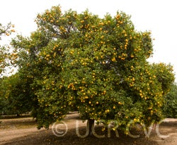 Carrizo citrange trifoliate hybrid CRC2863004