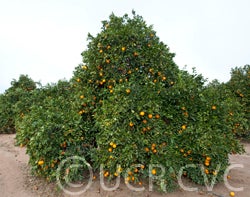 Carter navel orange CRC2008002