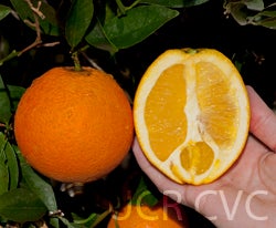 Carter navel orange CRC2008038