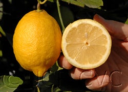 Cascade Eureka lemon CRC 3498030