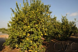 Cascade Eureka lemon CRC 3498001